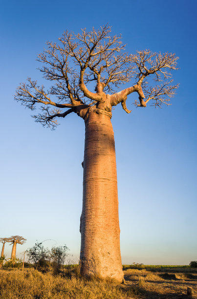 baobab