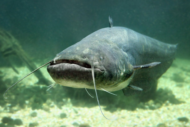 catfish