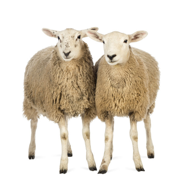 sheep