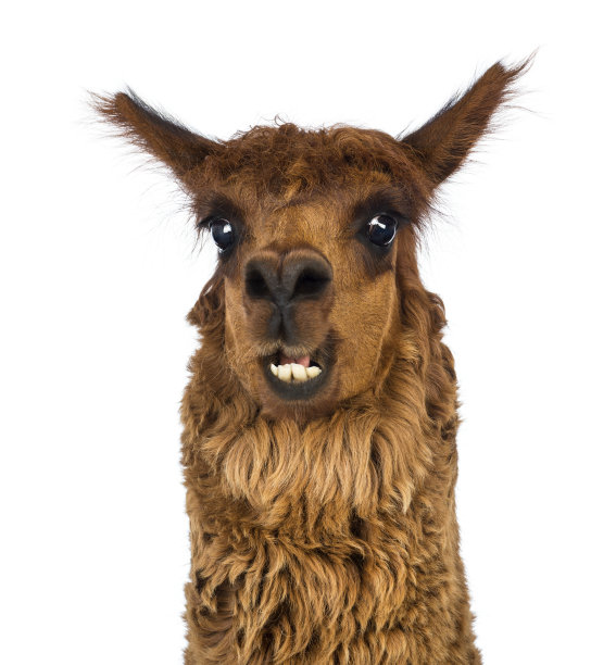 alpaca