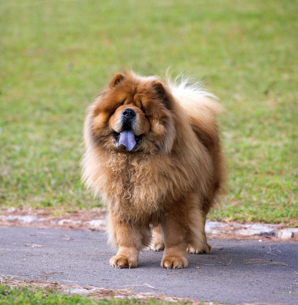 chow