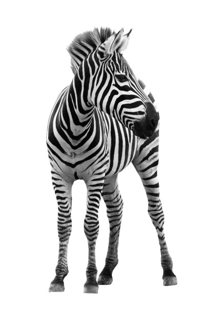zebra