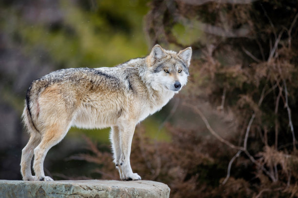 wolf