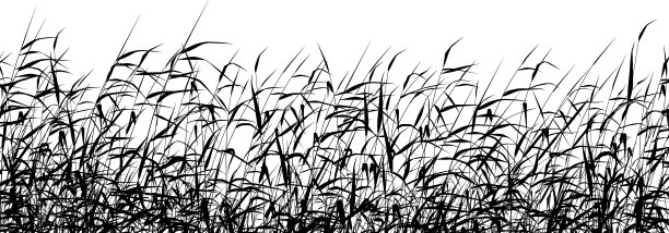 reed