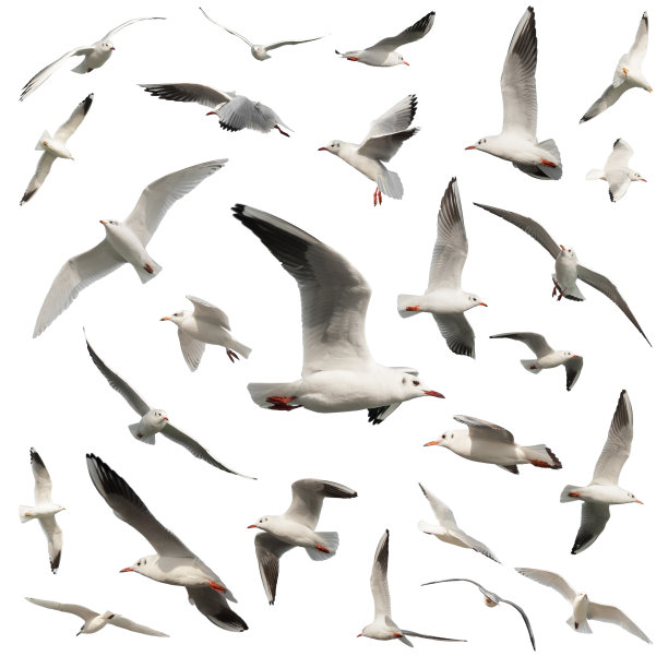 seagull