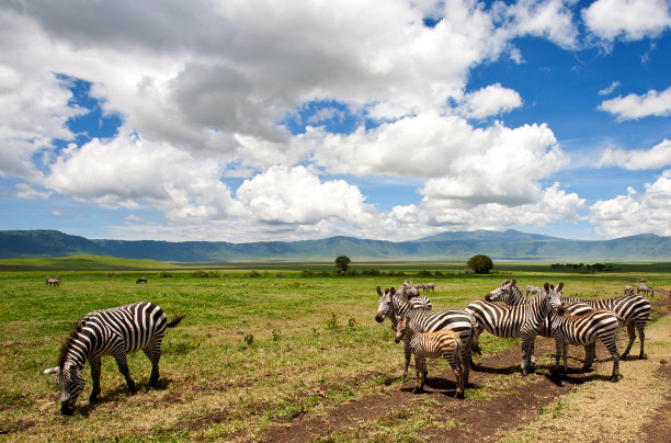 ngorongoro