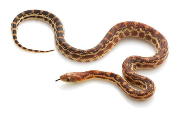 snake