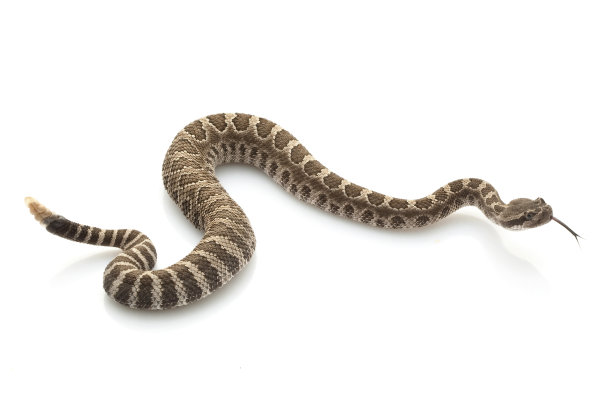 atheris