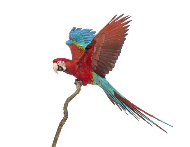 macaw