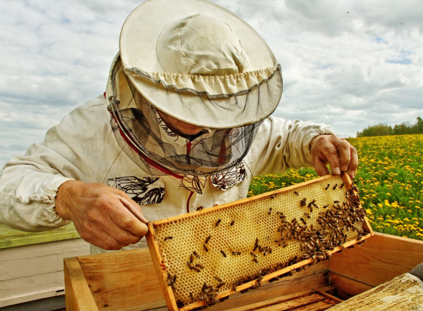 养蜂人家
