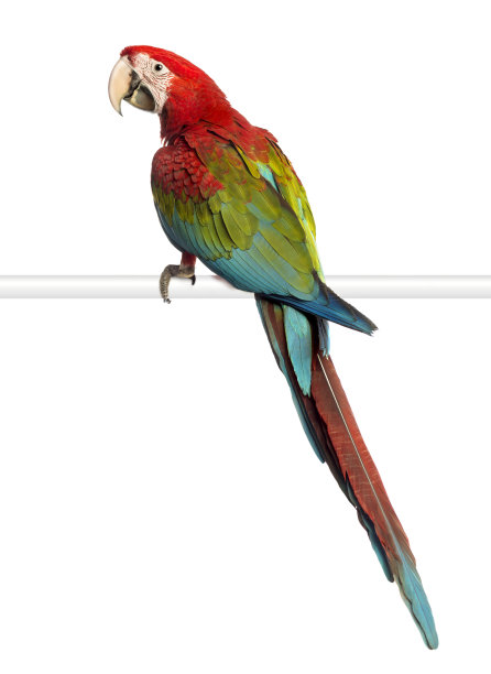 parrots
