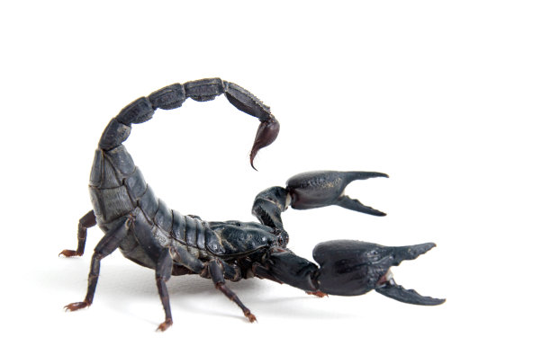 scorpio