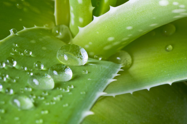 aloe