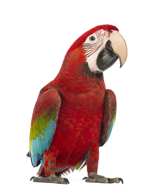 parrots
