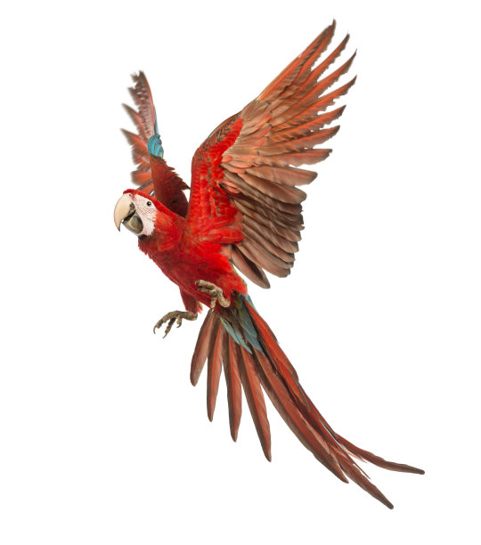 macaws