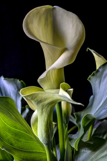 zantedeschia