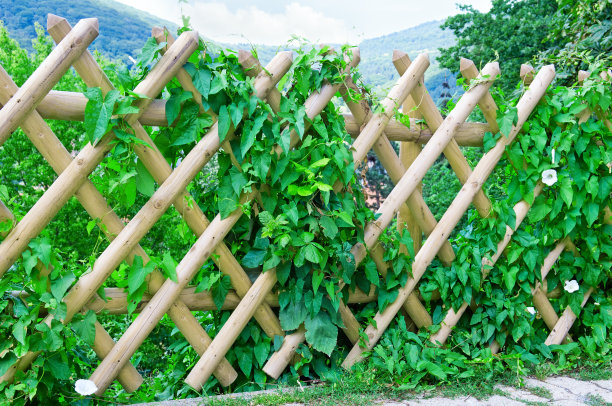 fence