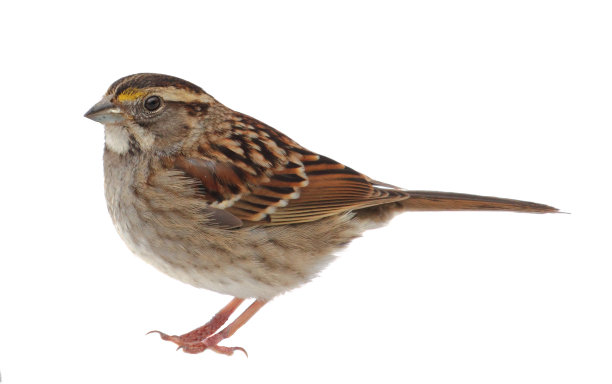 sparrow