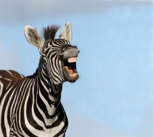 zebra