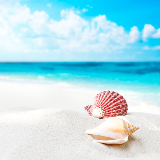 shells