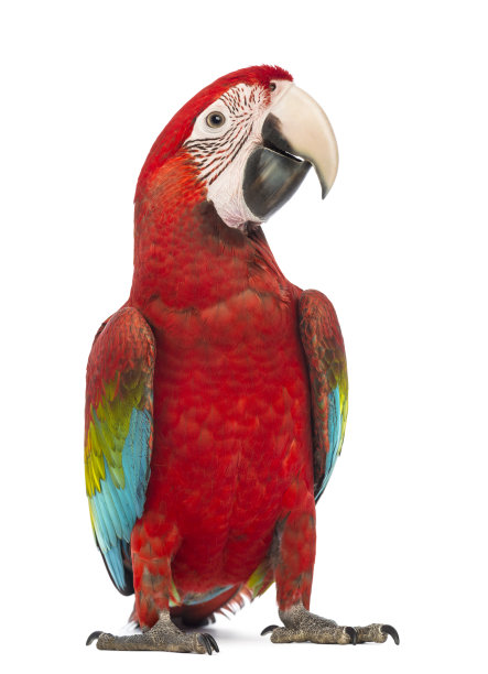 macaw