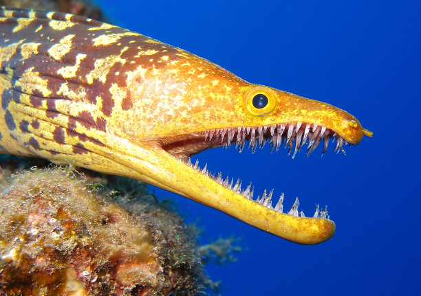 moray