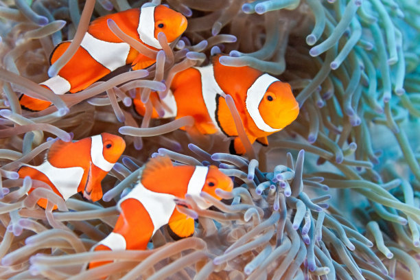 anemonefish