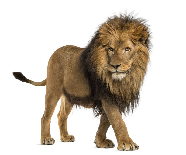 lion