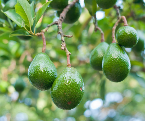 avocado