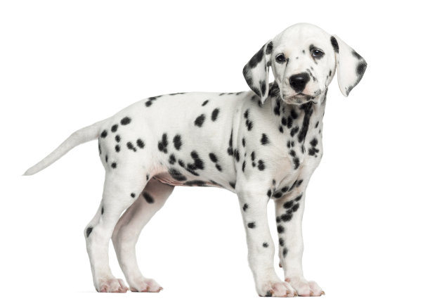 dalmatian