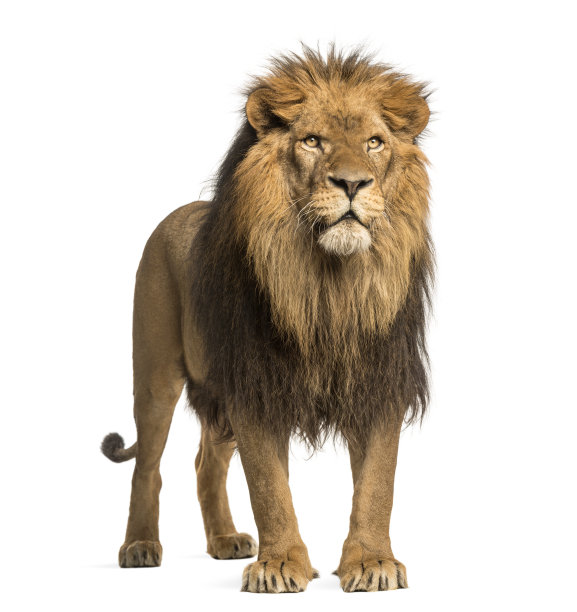 lion