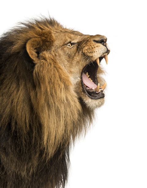 lion