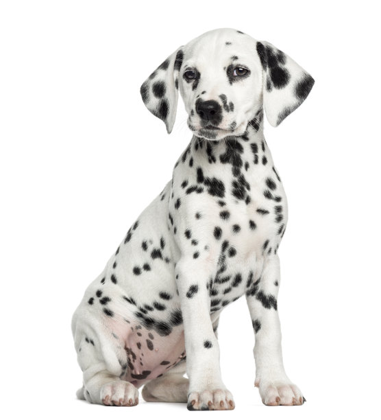 dalmatian