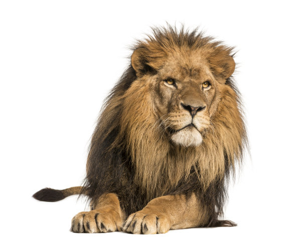 lions