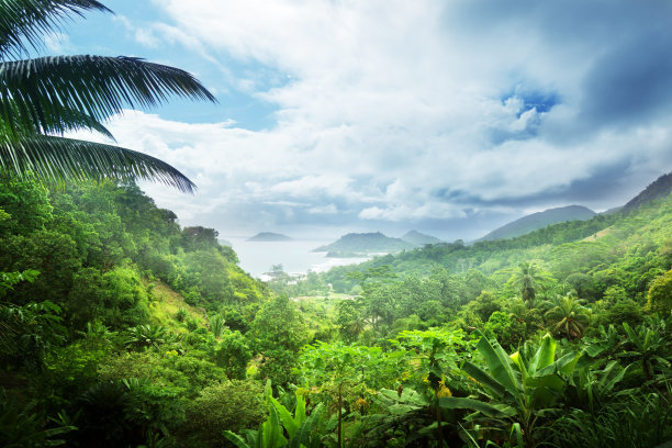 jungle