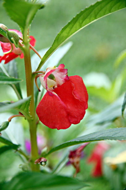 impatiens