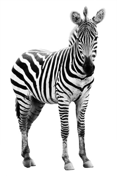 zebra