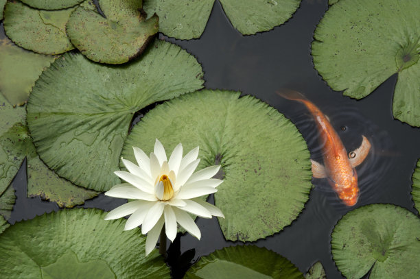 ponds
