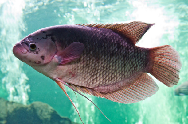 tilapia