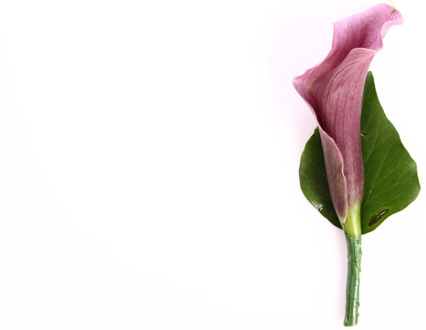 zantedeschia