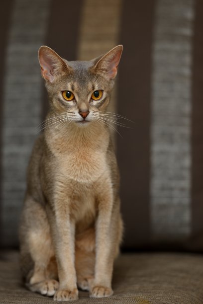 abyssinian猫