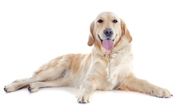 labrador