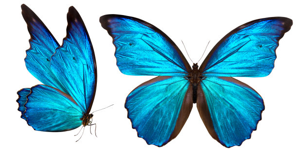 papilio