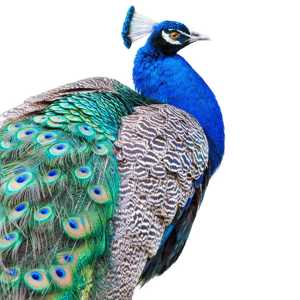 peacock