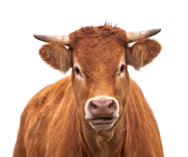 cattle