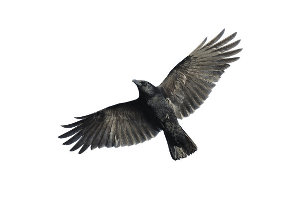wings