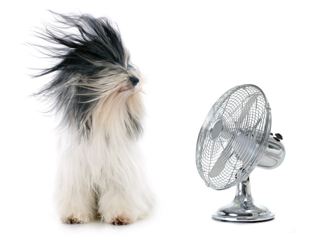 fan