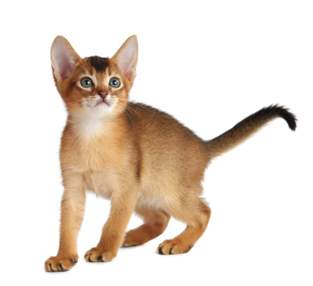 abyssinian猫