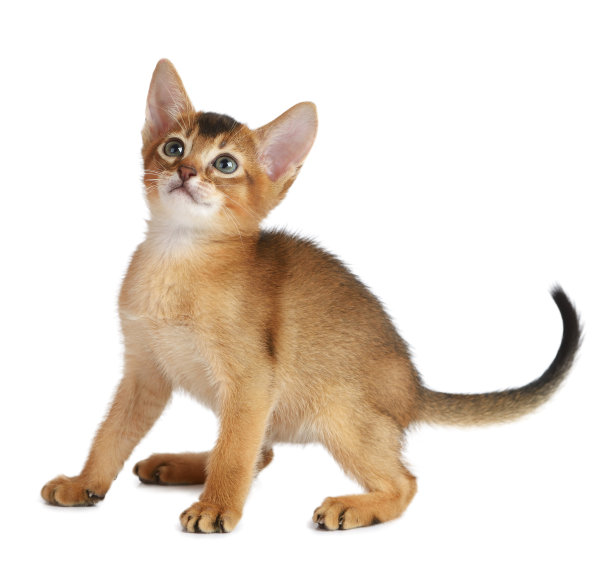 abyssinian猫