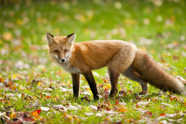 fox